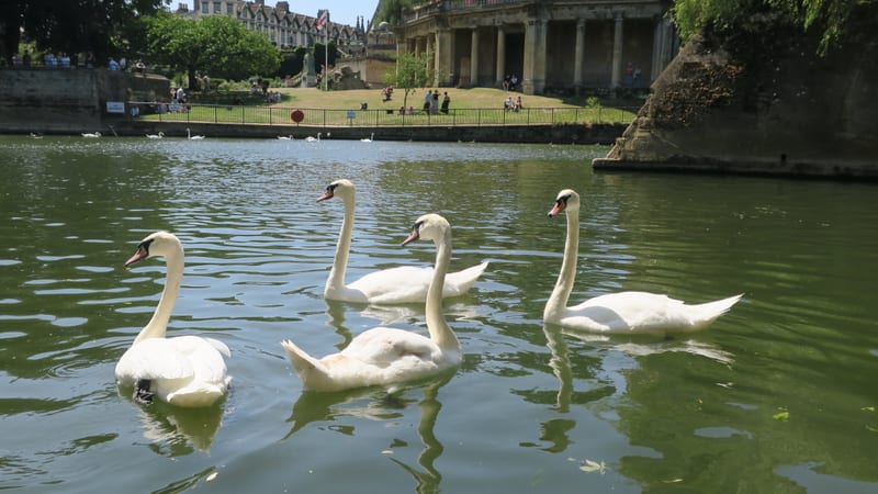 Swans on the River Avon in Bath symbolising Emotionally Focused Therapy.